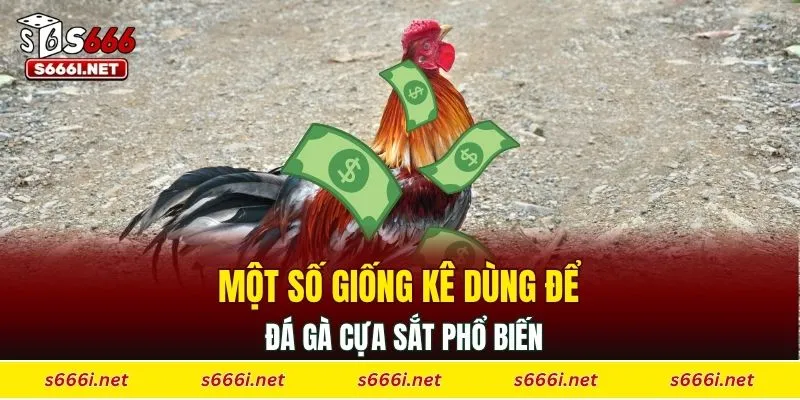 Một số giống kê dùng để đá gà cựa sắt phổ biến
