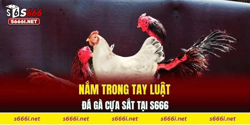 Nắm trong tay luật đá gà cựa sắt tại S666