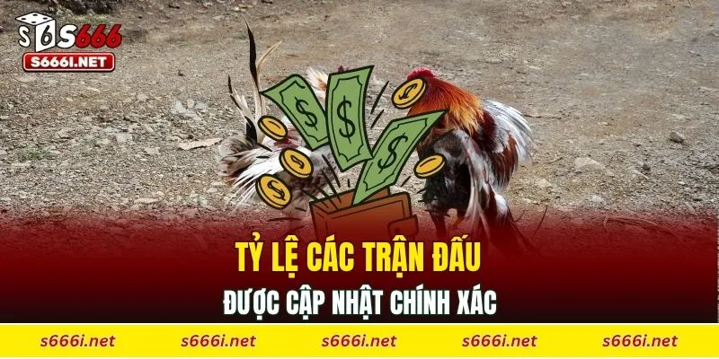 Tỷ lệ các trận đấu được cập nhật chính xác