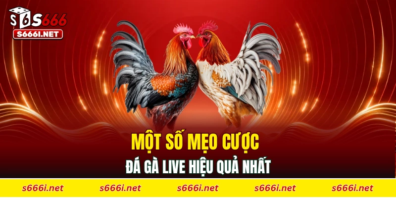 Một số mẹo cược đá gà live hiệu quả nhất